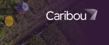 Caribou